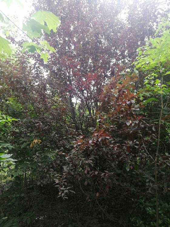 �Ϸ���**�@�ֹ������޹�˾λ�ںϷ�**�_�l(f��)�^(q��)**��^(q��)**��248.265�������ϵ���ľ�Ј��r���u��